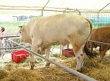 FieraBestiane (44)
